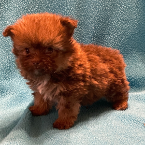 Havapom Puppy Howard