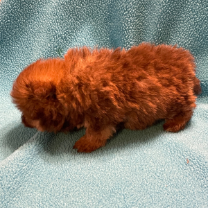 Havapom Puppy Howard