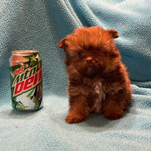Havapom Puppy Howard