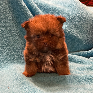 Havapom Puppy Howard
