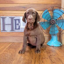 Labrador Retriever Puppy Jasmine