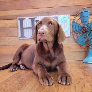 Labrador Retriever Puppy Jasmine