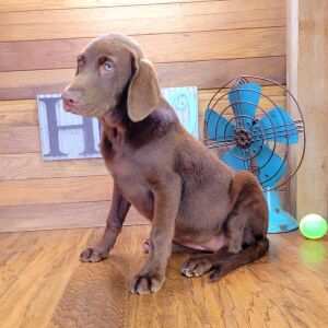 Labrador Retriever Puppy Jasmine