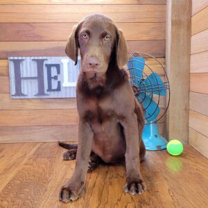 Labrador Retriever Puppy Jasmine