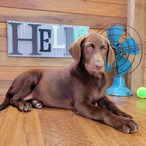 Labrador Retriever Puppy Jasmine