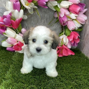 Coton de Tulear Puppy Bowie