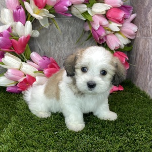 Coton de Tulear Puppy Bowie