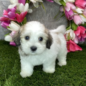 Coton de Tulear Puppy Bowie