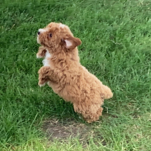 Poodle Puppy Seth