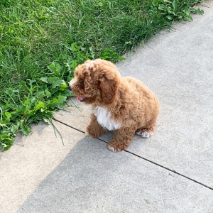 Poodle Puppy Seth
