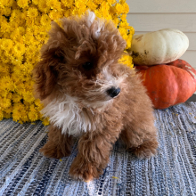 Poodle Puppy Seth