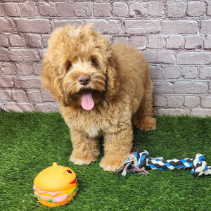 Cockapoo Puppy Abbott