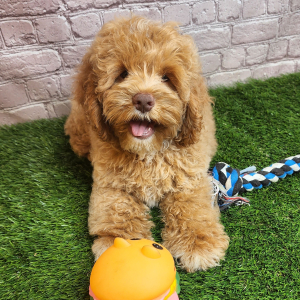 Cockapoo Puppy Abbott