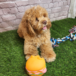 Cockapoo Puppy Abbott