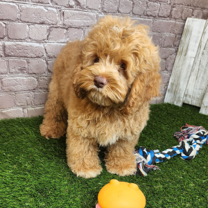 Cockapoo Puppy Abbott