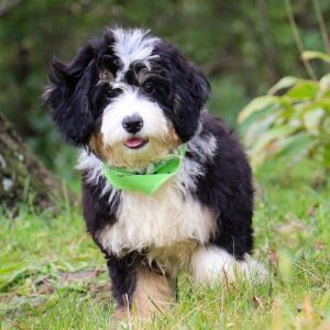 Bernedoodle Puppy Dixie