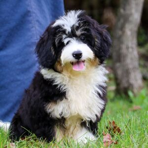 Bernedoodle Puppy Dixie
