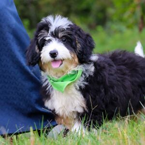 Bernedoodle Puppy Dixie