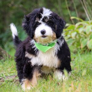 Bernedoodle Puppy Dixie