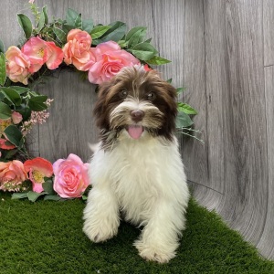 Havanese Puppy Caspar