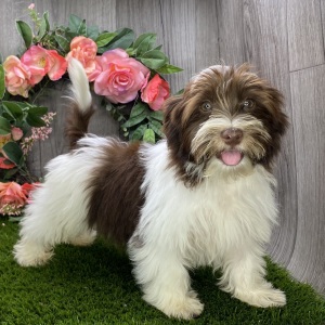 Havanese Puppy Caspar