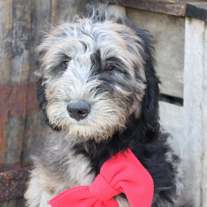 Goldendoodle Puppy Douglas