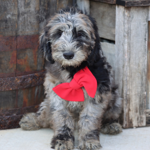 Goldendoodle Puppy Douglas