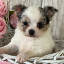 Chihuahua Puppy Stacey