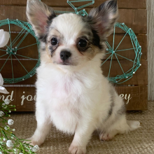 Chihuahua Puppy Stacey