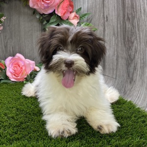 Havanese Puppy Chrissie