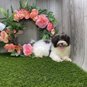 Havanese Puppy Chrissie