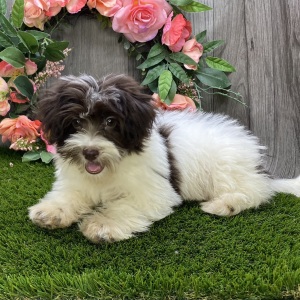 Havanese Puppy Chrissie