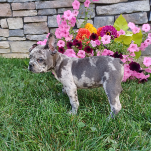Frenchton Puppy Pluto