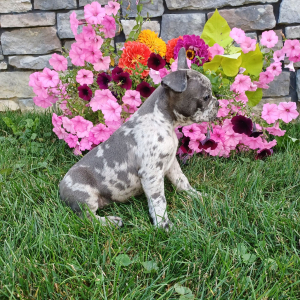 Frenchton Puppy Pluto
