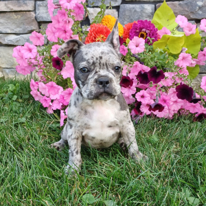 Frenchton Puppy Pluto