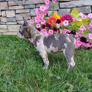 Frenchton Puppy Pluto