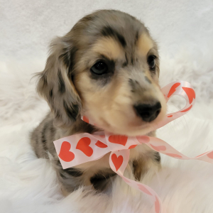 Dachshund Puppy Splash