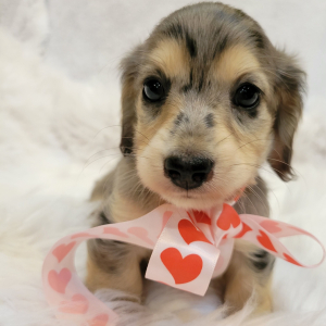 Dachshund Puppy Splash