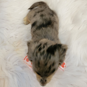 Dachshund Puppy Splash