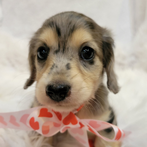 Dachshund Puppy Splash