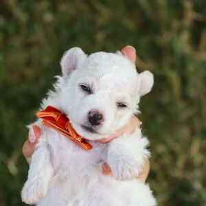 Bichon Frise Puppy Benson