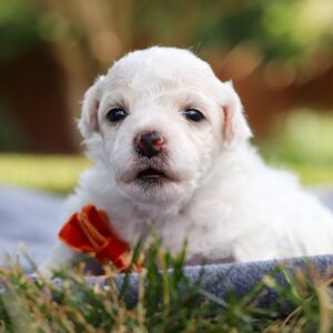 Bichon Frise Puppy Benson