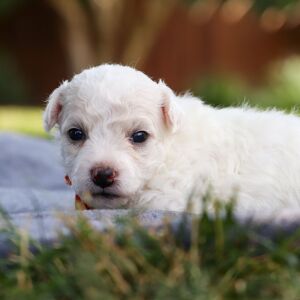 Bichon Frise Puppy Benson