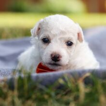 Bichon Frise Puppy Benson