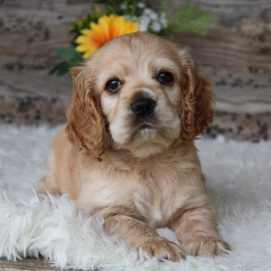 Cocker Spaniel Puppy Tabby