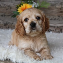 Cocker Spaniel Puppy Tabby