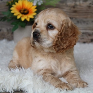 Cocker Spaniel Puppy Tabby