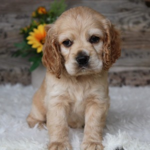 Cocker Spaniel Puppy Tabby