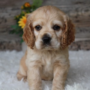 Cocker Spaniel Puppy Tabby