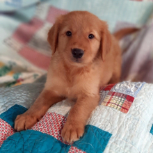 Golden Retriever Puppy Charles